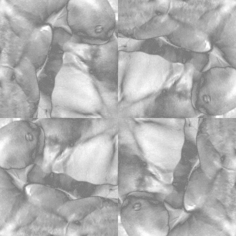 psaila pinwheel2