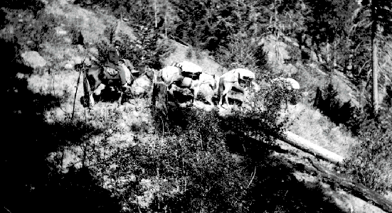 BC Archives # C-01030, Ray Elliott on the Pemberton Trail, 1910s, photog. unknown