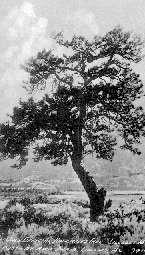 BC Archives # F-03512, Hanging Tree, Lillooet 1910
