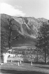 Photo: Mike Cleven; Hanging Tree Lillooet, c.1990