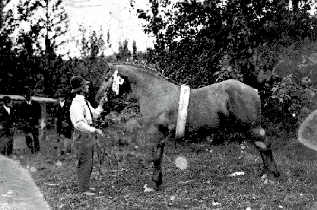 BC Archives # H-05408, Award-winning horse at Hat Creek Ranch, 1910s