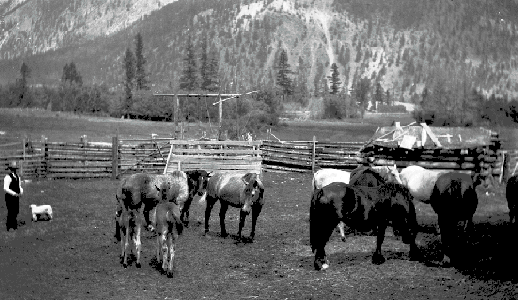 Horses on the Jones Ranch, s. of Lillooet on the Texas Creek Road, Fountain Ridge in background