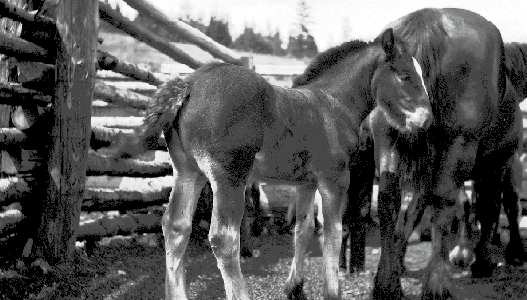 Horses on the Jones Ranch, s. of Lillooet on the Texas Creek Road, Fountain Ridge in background