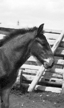 Horses on the Jones Ranch, s. of Lillooet on the Texas Creek Road, Fountain Ridge in background