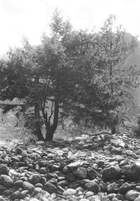 Chinese washed-rock piles left over from placer operations, Lillooet, M. Cleven photo